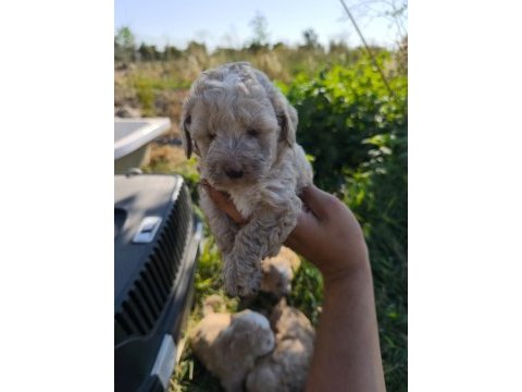 Masal gibi bir maltipoo dostluk sizi bekliyor