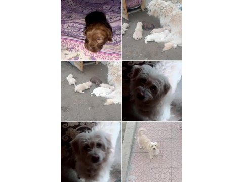 Terrier maltese yavrularımız a kaliteli
