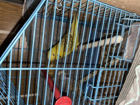 Eşli jumbo muhabbet kuşlar yavrularıyla beraber