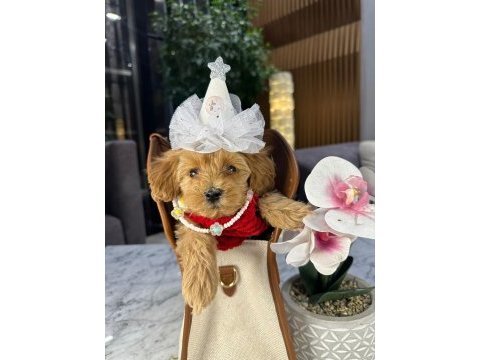 Güzel maltipoo kızım mia