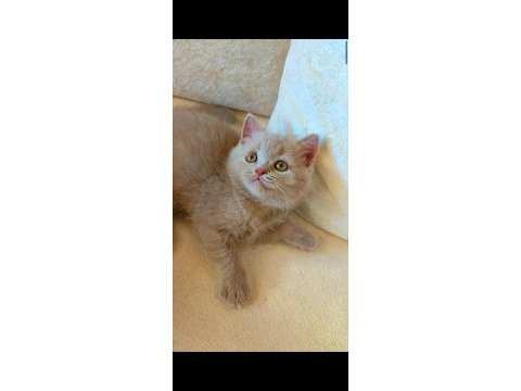 Dişi lilac şekerilinkoo kedimiz