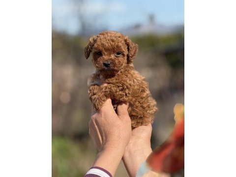 Aşılı çiş eğitimli teacup toy poodle 