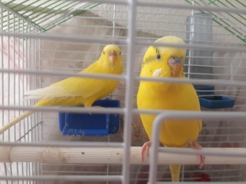 1 erkek ve 1 dişi muhabbet kuşu