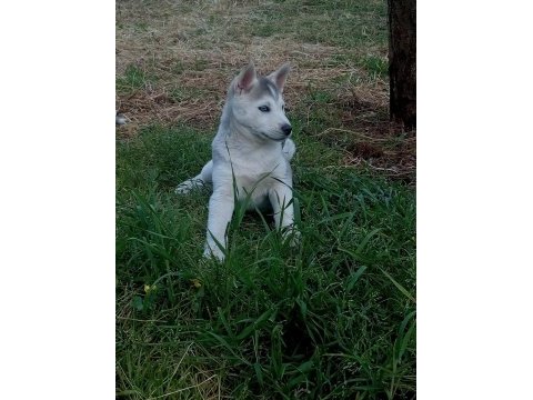Husky sibirya kurdu