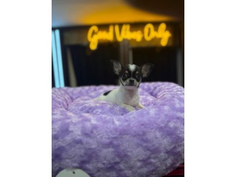 Orj teacup chihuahua bebeklerimiz (şivava)