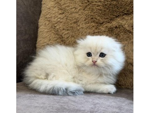 Longhair scottish fold bebek