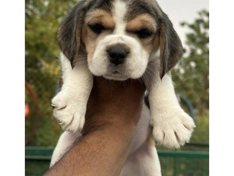 Sevimli beagle yavrularım 