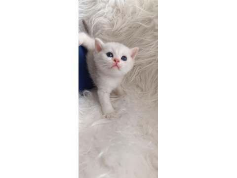 Bursa golden british shorthair yavrular acil sahiplendirme