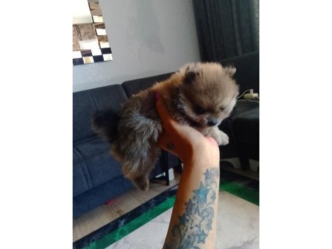 Adana sarıçam 0 numara dişi pomeranian boo ayı surat