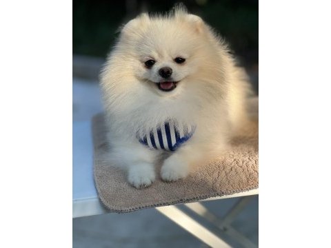 Kutup ayısı pomeranian boo