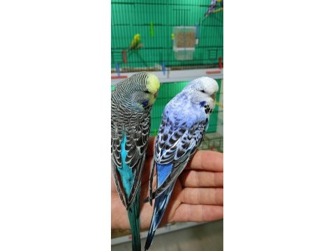 Jumbo muhabbet kuşu yavrular