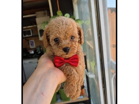 Maltipoo cins yavru