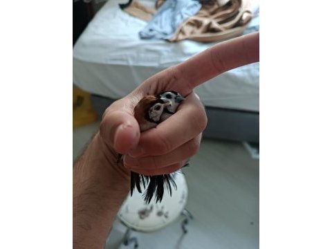 Baykuş ispinozu çift