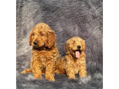 Çikolata tadında maltipoo browniler
