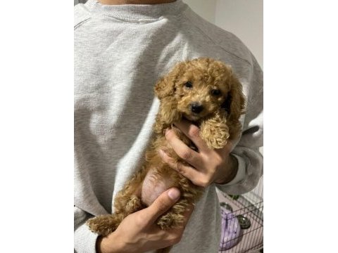 2 aylık yavru oyuncu dişi toy poodle
