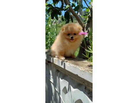 Pomeranian boo dişi krem rengi