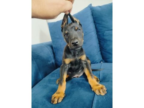 A kalite doberman yavruları