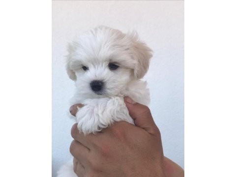 Kar beyaz maltese terrier yavrularımız güncel