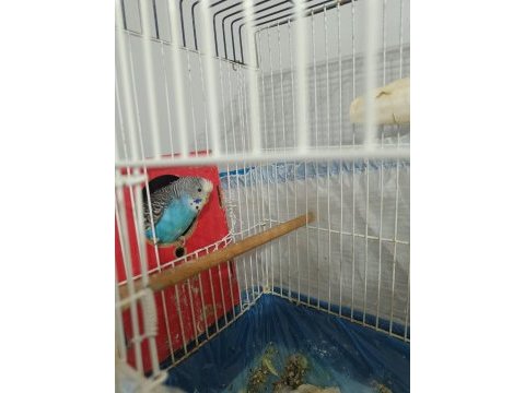 Anne baba 1 adet yavru muhabbet kuşu