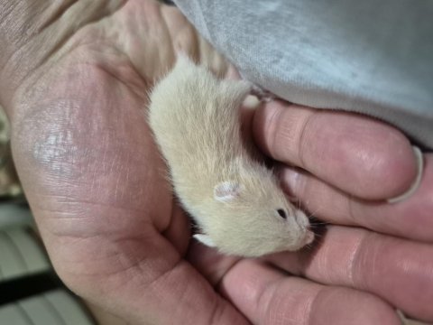 Teddy bear ayı surat siyah göz uysal suriye hamster