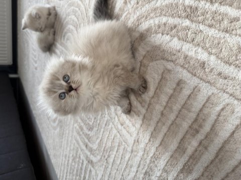 Scottish fold longhair prenses hazır