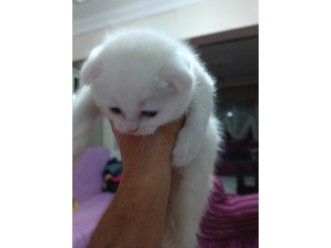Seceresi temiz ve kaliteli scottish fold yavrular