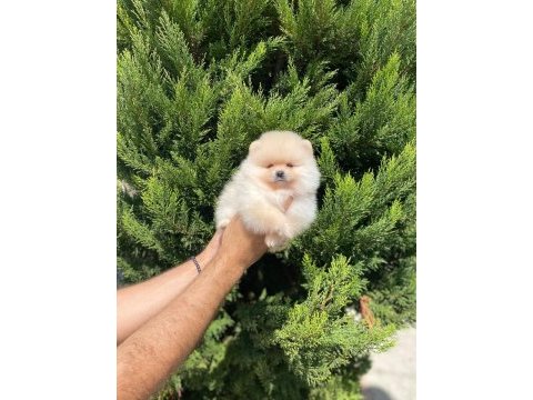 Pomeranian boo yavruları