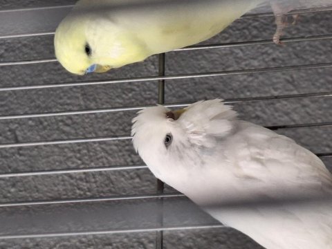Show jumbo muhabbet kuşu takımlar