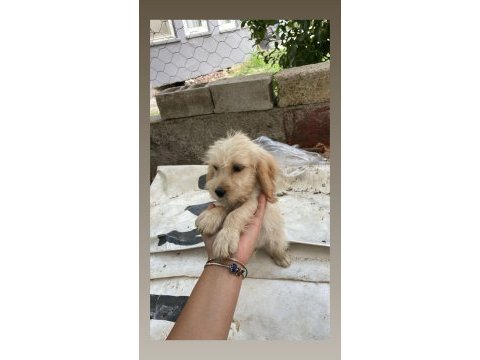 Antalya maltipoo köpekler