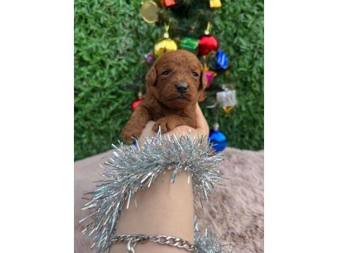 Toy poodle bebekler