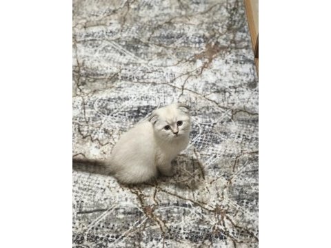Scottish fold blue point yavrularımız