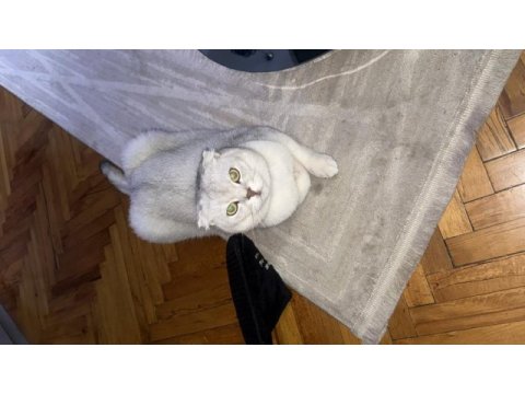 Ücretsiz scottish fold ve british fold