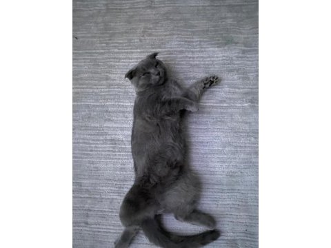 7 aylık erkek british shorthair kedimiz