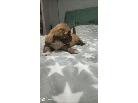 Shih tzu (şitzu) bebekler