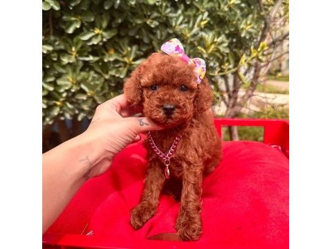 Sevimli toy poodle yavrularımız