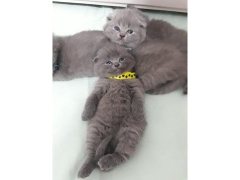 Anne sütünde scottish fold yavru