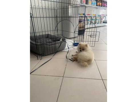 Sakarya'da 4 aylık pomeranian erkek