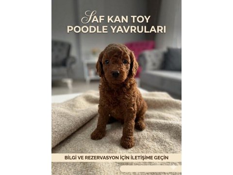Safkan toy poodle