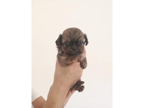 Dişi erkek pekinez köpekler