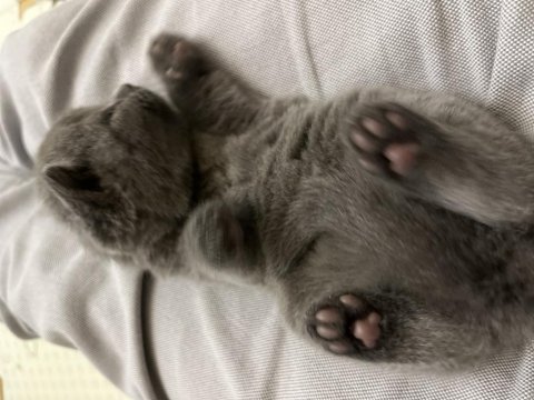En muhteşem karne hediyesi scottish fold kediler