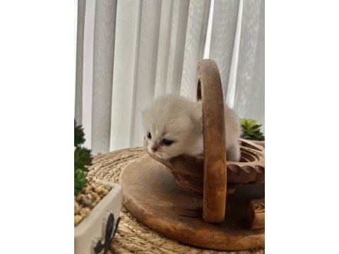 Safkan silver erkek british shorthair