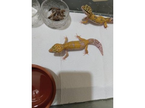 Leopard gecko dişi ve erkek