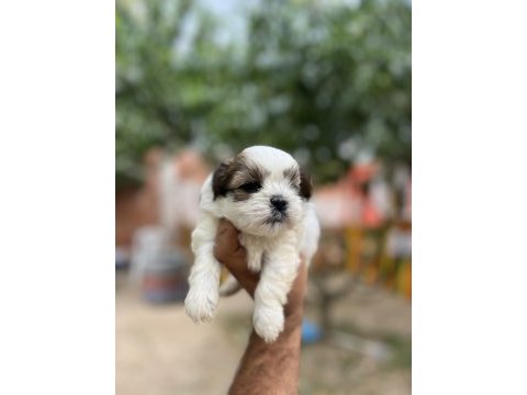 Shih tzu yavrularımız