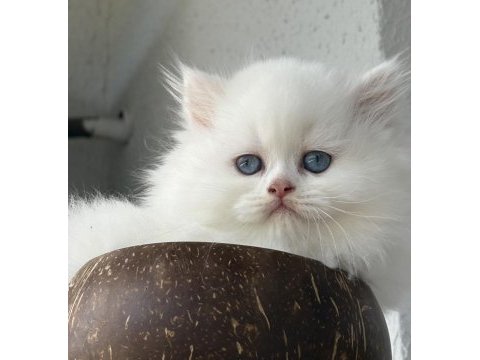 British longhair dişi yavru