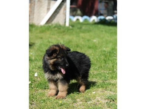 Muhteşem showline alman kurdu yavrularımız