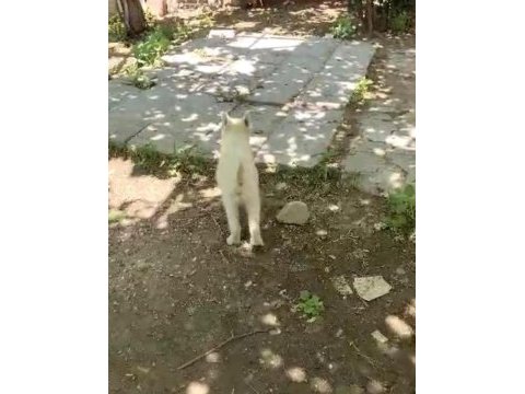 Erkek husky