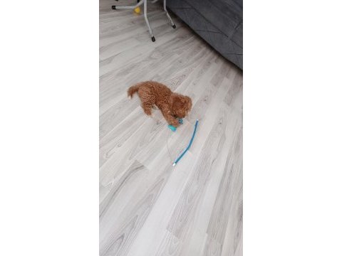 Safkan maltipoo bebek