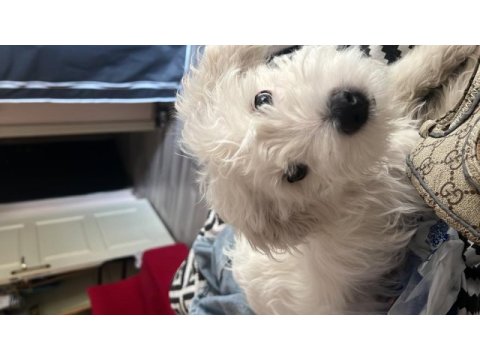 Maltese terrier erkek
