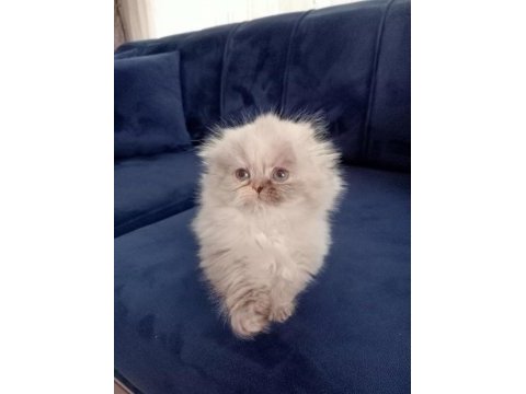 Scottish fold longhair