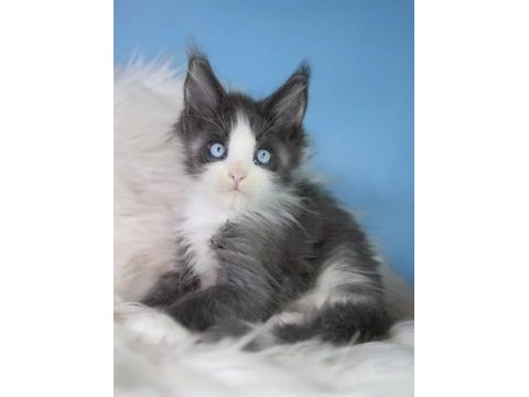Özel maine coon erkek mavi gözlü